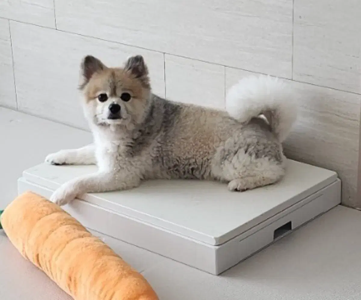 강아지 고양이 쿨링 대리석 매트